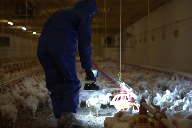 ANINOVA enthüllt: Millionen Hühner leiden für KFC in Brandenburg - aktuelle Bilder belegen Tierquälerei Bild: ANINOVA enthüllt: Millionen Hühner leiden für KFC in Brandenburg - aktuelle Bilder belegen Tierquälerei