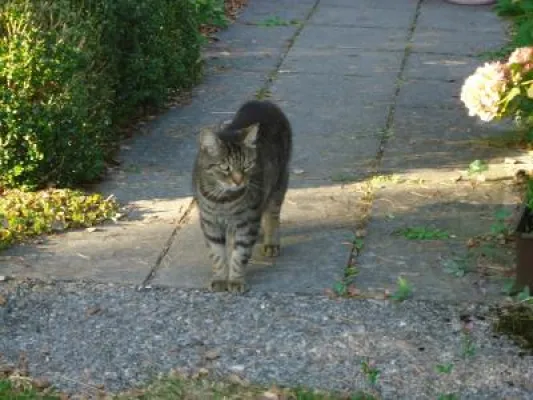 Bild: Tote Katzen