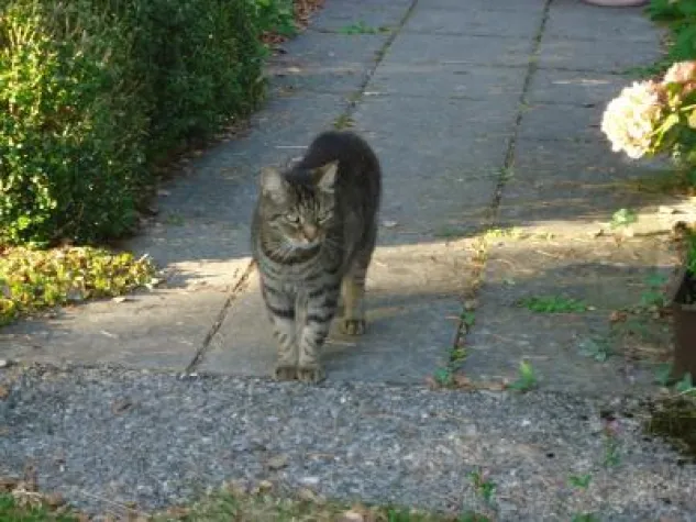 Tote Katzen Bild: Tote Katzen