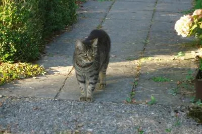 Bild: Tote Katzen