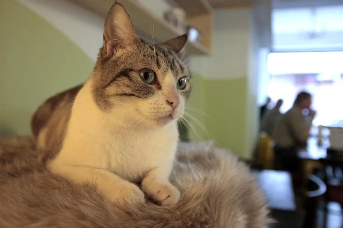 Anubis-Katze Emma (vormals Gaza) freut sich auf die streichelnden Hände der Café-Besucher