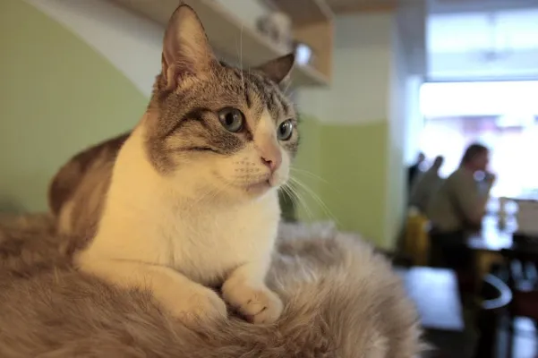 Bild: Neues Zuhause im Katzencafé: Tierhilfe Anubis e.V. vermittelt vier Katzen ins neu eröffnete Café Schnurrke
