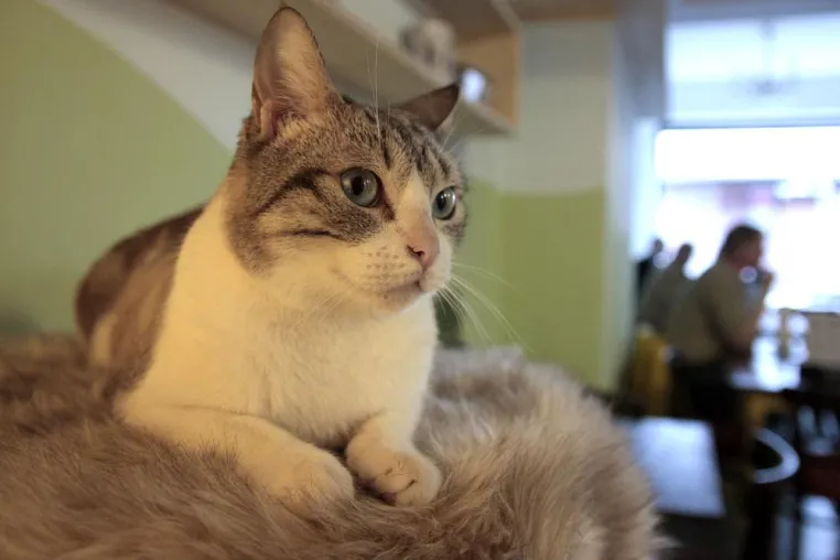 Bild: Neues Zuhause im Katzencafé: Tierhilfe Anubis e.V. vermittelt vier Katzen ins neu eröffnete Café Schnurrke