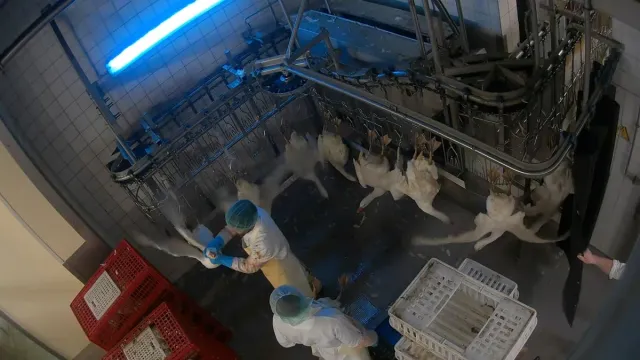 Bild: Geworfen, geschlagen, misshandelt: Tierquälerei im "Dithmarscher-Geflügel"-Schlachthof in Brandenburg