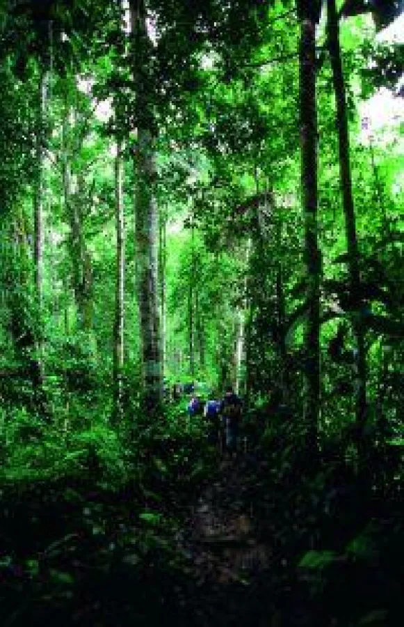 BU: Wandern im Regenwald, Foto: Wikinger Reisen. Abdruck honorarfrei, bitte nur mit Quellenangabe. Foto senden wir gern in hoher A