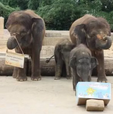 Bild: Für Dinkar geht im Erlebnis-Zoo Hannover die Sonne auf