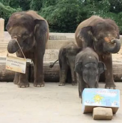 Bild: Für Dinkar geht im Erlebnis-Zoo Hannover die Sonne auf