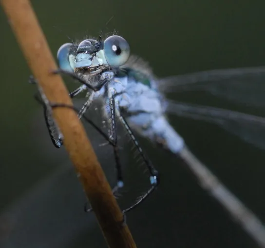 Bild: 6- und 8-Beiner ganz groß beim Makro-Fotoseminar 'Insekten, Spinnen und Co.' auf NABU Gut Sunder