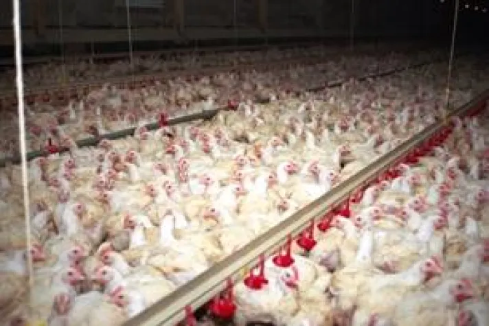 Megaschlachthof in Wietze - Vegetarierbund und Bürgerinitiative fordern Stopp des Bauvorhabens Bild: Megaschlachthof in Wietze - Vegetarierbund und Bürgerinitiative fordern Stopp des Bauvorhabens