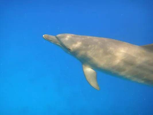 Bild: Sinn & Werte integriert Kraft der Delfine in Mentaltrainingprogramm in Ägypten