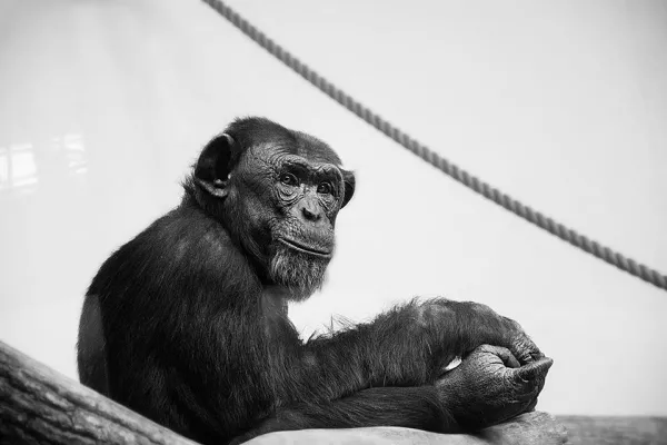 Bild: Krefelder Zoo - Tierschutzpartei NRW fordert umfassende Aufklärung und Konsequenzen