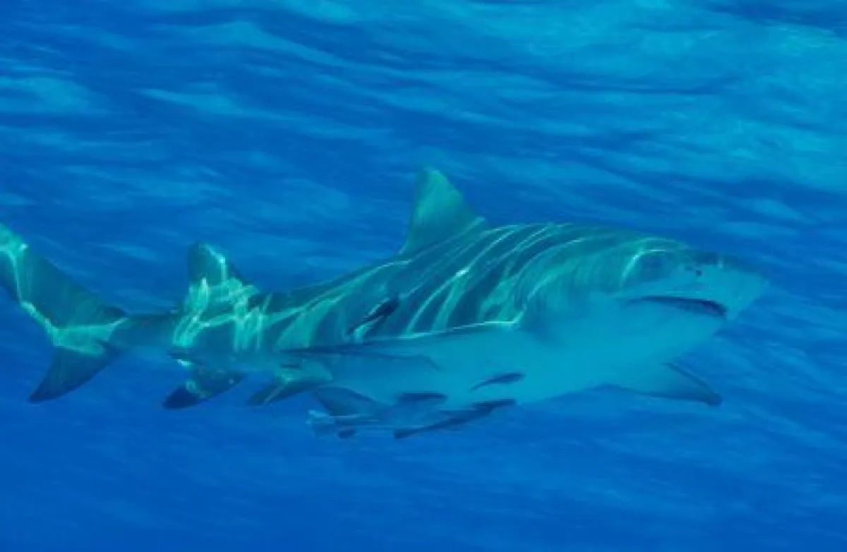 Der Hai als Klimaschützer ? Quelle: Rette den Hai e. V.