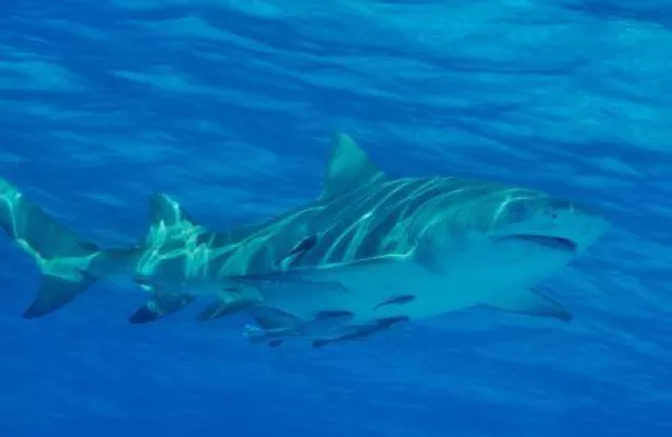 Bild: Rette den Hai, denn... er ist ein aktiver Klimaschützer