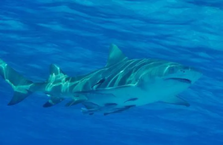 Bild: Rette den Hai, denn... er ist ein aktiver Klimaschützer