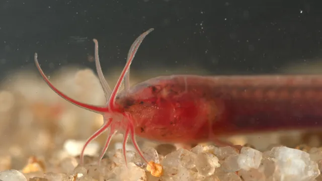 Bild: Winzig, blind und ohne Schädeldach: Neue Fischart in Brunnen entdeckt