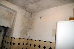 Dem Schimmelpilz auf den Pelz rücken Bild: Dem Schimmelpilz auf den Pelz rücken