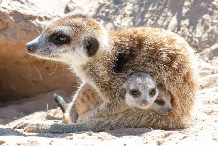 Vom Risikofaktor zum Überlebensvorteil: Tuberkulose beeinflusst Immun-Genetik bei Erdmännchen Bild: Vom Risikofaktor zum Überlebensvorteil: Tuberkulose beeinflusst Immun-Genetik bei Erdmännchen