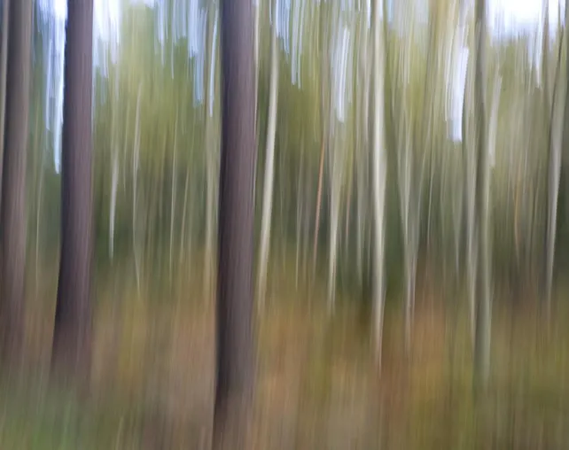 Bild: 1-tägiges Fotosemnar „Wald-Allerlei“ mit der Fotoschule des Sehens