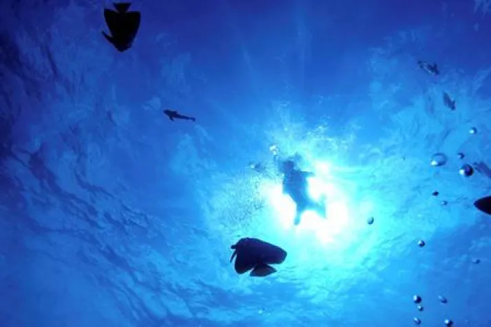 Bild: Eine Parallelwelt Unterwasser – Malaysias Tauchreviere