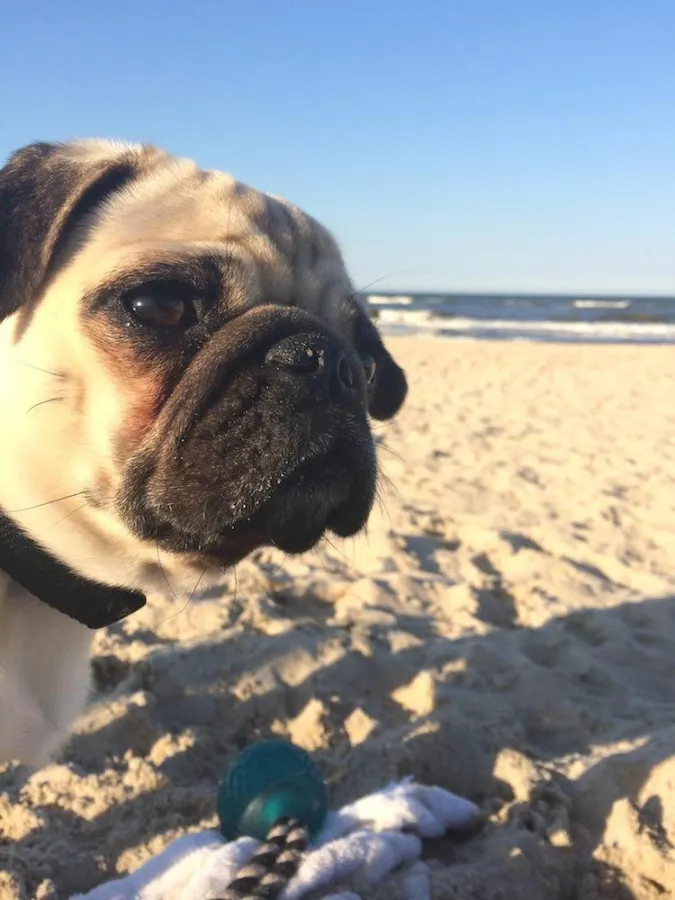 Urlaub mit Hund im Ferienhaus an der Ostsee