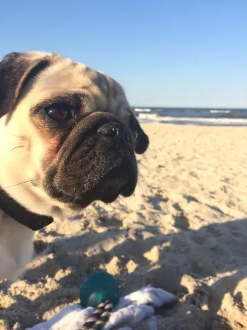 Bild: Urlaub mit Hund im Ferienhaus an der Ostsee