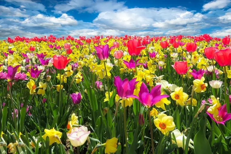 Bild: Gartenservice-Kreis-Mettmann – Erfolgreiches erstes Jahr
