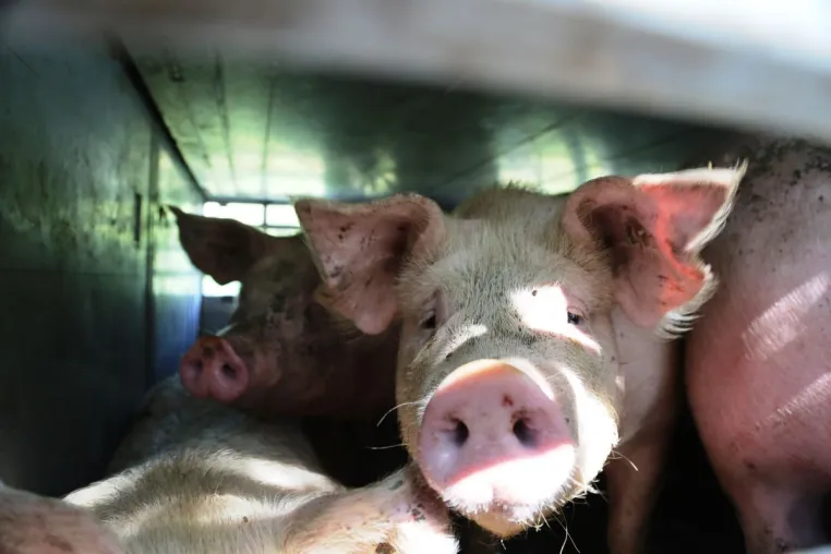 Bild: Hitzewelle: Deutsches Tierschutzbüro fordert Verbot von Lebendtiertransporten