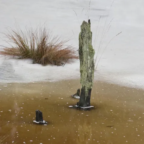 Bild: Moorlandschaft im Winter: Fotospaziergang mit der Fotoschule des Sehens