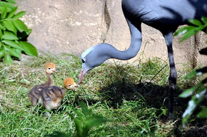 Bild: Nachwuchs im Garten Eden des Erlebnis-Zoo Hannover