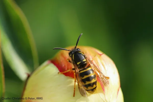 Wespen, Mücken und teure Notdienste Bild: Wespen, Mücken und teure Notdienste