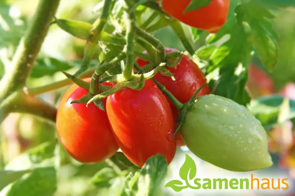 Bild: Tomaten im Garten - bewährte Sorten sind der Renner