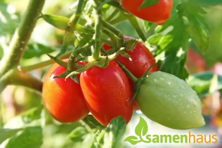 Bild: Tomaten im Garten - bewährte Sorten sind der Renner