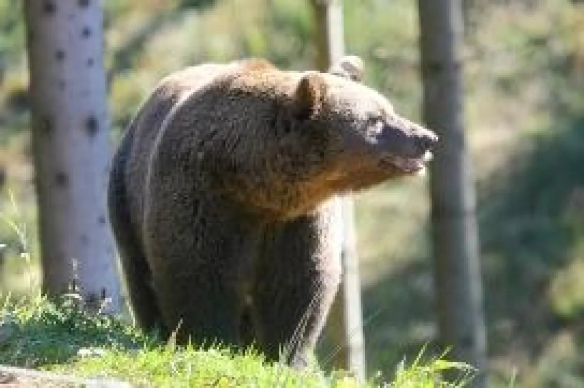 Alternativer Wolfs- und Baerenpark Bad Rippoldsau-Schapbach, Kinzigtal