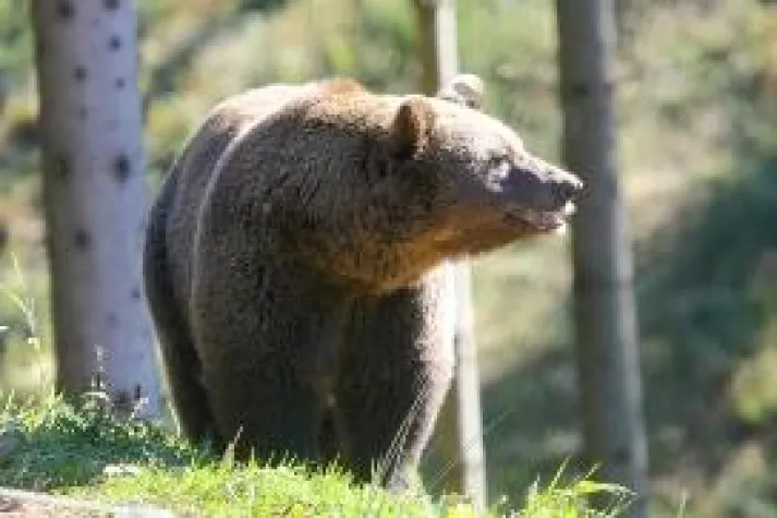 Bild: Ein Fest für Bären und Wölfe