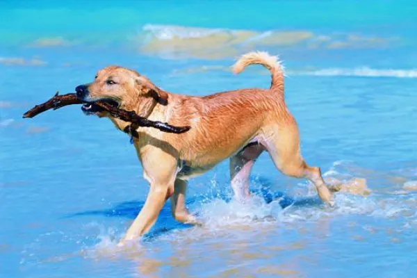 Bild: Seereise mit Hund