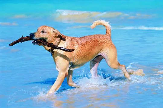 Seereise mit Hund Bild: Seereise mit Hund