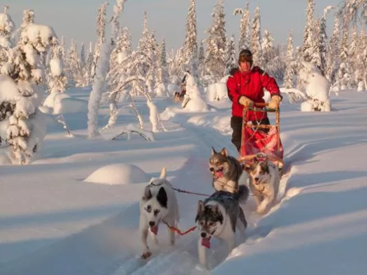 Bild: Finnland: Mit Huskys durch die Weite Lapplands – Abenteuer Hundeschlitten & Naturschauspiel Nordlichter