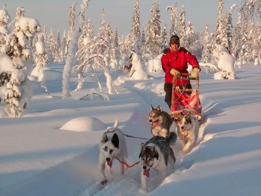 Finnland: Mit Huskys durch die Weite Lapplands – Abenteuer Hundeschlitten & Naturschauspiel Nordlichter Bild: Finnland: Mit Huskys durch die Weite Lapplands – Abenteuer Hundeschlitten & Naturschauspiel Nordlichter