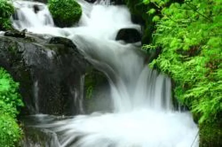 Bild: Seminar: Zen, Gesundheit und Lebensenergie in der Lüneburger Heide vom 7.-9. Mai 2010