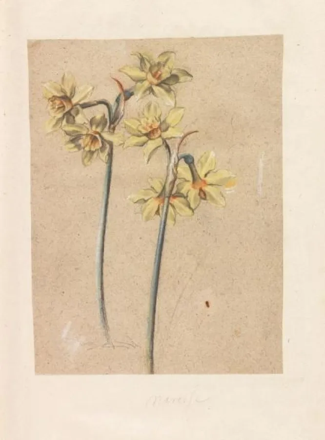 Nr. 24: Fleurs du Printtemps et de l'Este Manuskript-Florilegium. Anf. 17. Jh. Erlös Euro 70.000*.