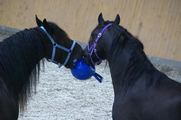 Bild: HorseDream Concept – mit Pferden lernen: Integration von Pferden in die Seminarwelt.