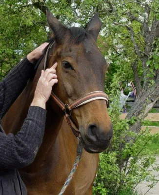 Bild: Akupunktur und Homöopathie sind längst keine Exoten mehr
