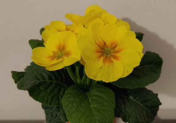 Bild: Wer die Primel 2 x küsst… Ein inklusives Schreiblabor