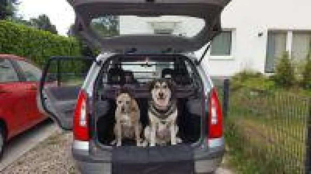 Hunde im Auto
