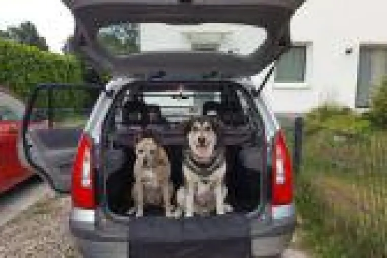Bild: Der Hund im Auto - darauf sollten Hundehalter achten