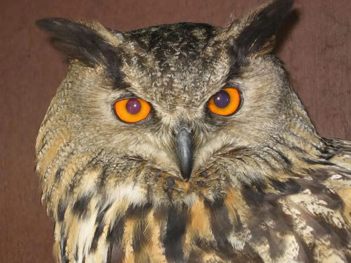 Uhu im Wormser Tiergarten