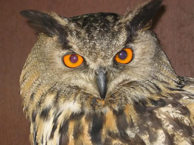 Bild: Tierfotografie mit Canon - Fotokurs in Worms