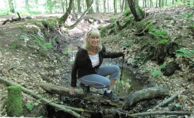 Bild: Durch Feld und Dämmerwald