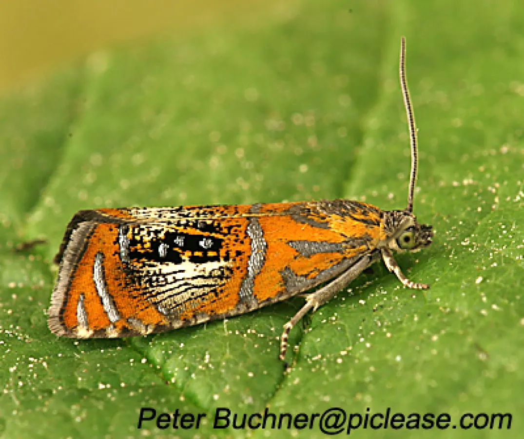 Bizarrer Kleinschmetterling und Nachtfalter Olethreutes arcuellus