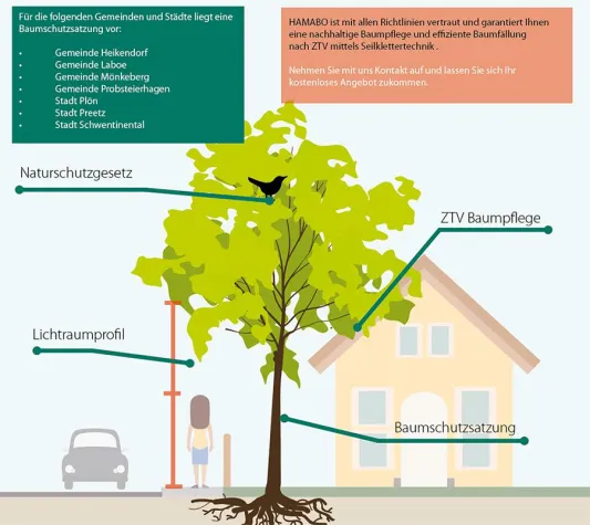 Bild: Baumpflege und Baumfällung im Kreis Plön